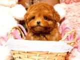 TOY POODLE YAVRULARIM