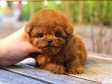 KOREAN TOY POODLE YAVRULARIM