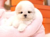 MALTIPOO BEBEKLERIM