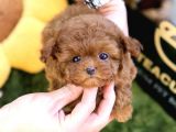 TOY POODLE YAVRULARIM