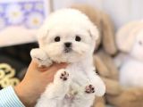 MALTIPOO BEBEKLERIM