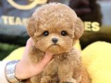 TOY POODLE YAVRULARIM