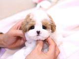 KOREAN TOY POODLE YAVRULARIM