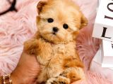 TOY POODLE YAVRULARIM