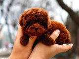 KOREAN TOY POODLE YAVRULARIM