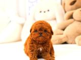 KOREAN TOY POODLE YAVRULARIM