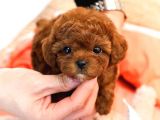 TOY POODLE YAVRULARIM