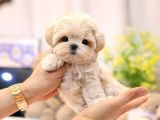 MALTIPOO BEBEKLERIM 