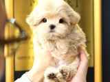 Ust Kalite Toy Poodle Bebeklerimiz
