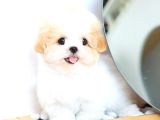 MALTIPOO BEBEKLERIM