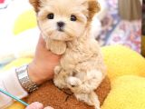 TOY POODLE YAVRULARIM