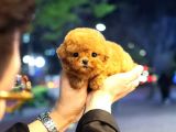 SUPER STAR TOY POODLE YAVRULARIM