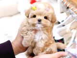 TOY POODLE YAVRULARIM