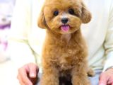 TOY POODLE YAVRULARIM