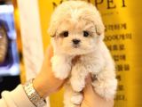 MALTIPOO BEBEKLERIM