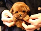 ANTIALERJIK  TOY POODLE BEBEKLERIM