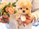 KOREAN TOY POODLE YAVRULARIMIZ