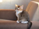 British Shorthair Black Golden Bicolor Yavrular 