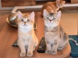 British Shorthair Black Golden Yavrularımız 