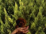 TOY POODLE YAVRULAR.....