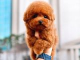 Safkan Toy Poodle Bebeklerimiz