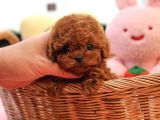ZEKI AKILLI TOY POODLE COCUKLARIM 
