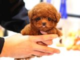 KOREAN TOY POODLE YAVRULARIM