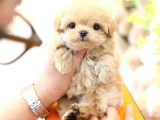 KORE MALTIPOO BEBEKLERIM