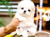 KORE MALTIPOO BEBEKLERIM