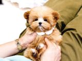 MALTIPOO BEBEKLERIM