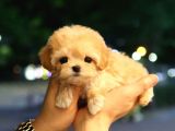 MALTIPOO BEBEKLERIM