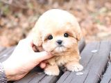 SUPER STAR TOY POODLE YAVRULARIM