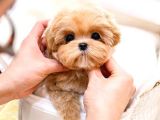 Shoe kalite maltipoo yavru 