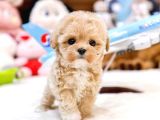 TOY POODLE YAVRULARIM