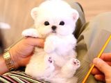 KORE MALTIPOO BEBEKLERIM