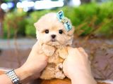 MALTIPOO BEBEKLERIM