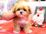 MALTIPOO BEBEKLERIM
