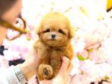 TOY POODLE YAVRULARIM