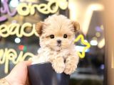 Minnos Toy Poodle Bebeklerimiz