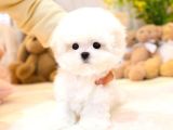 KOREAN MALTIPOO BEBEKLERIM 