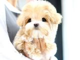 MALTİPOO BEBEKLERİM KOREAN