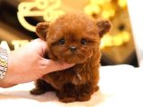 TOY POODLE YAVRULARIM