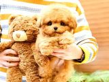 KOREAN TOY POODLE YAVRULARIM