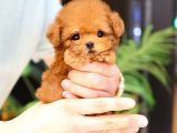ZEKI AKILLI TOY POODLE COCUKLARIM 