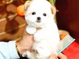 MALTIPOO BEBEKLERIM