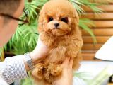 TOY POODLE YAVRULARIM
