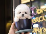 Akilli Sevecen Toy Poodle Yavrularim