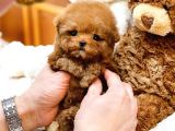 Safkan Toy Poodle Bebeklerimiz