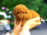 KOREAN TOY POODLE YAVRULARIM