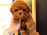 AFACAN SEVIMLI TOY POODLE YAVRULARIMIZ